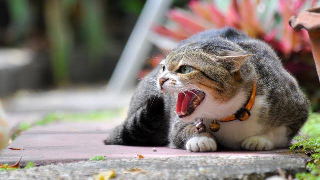 Ciri Ciri Kucing Stres dan Cara Mengatasinya