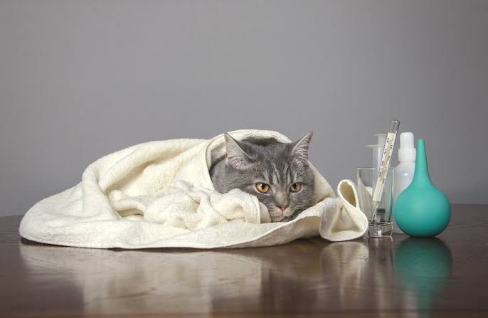 Ciri Ciri Kucing Sakit Flu