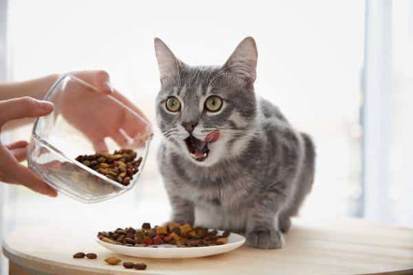 Ciri Ciri Kucing Tidak Cocok Makanan